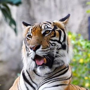 Meet your Posher, Dahmir